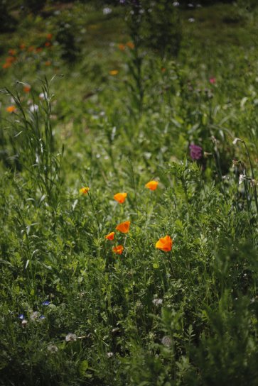 image Jardin_Betty.jpg (1.3MB)