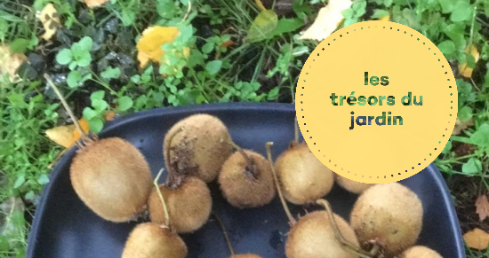 image jardin1.jpg (0.4MB)